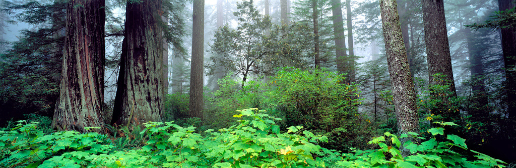 Environments: Forests